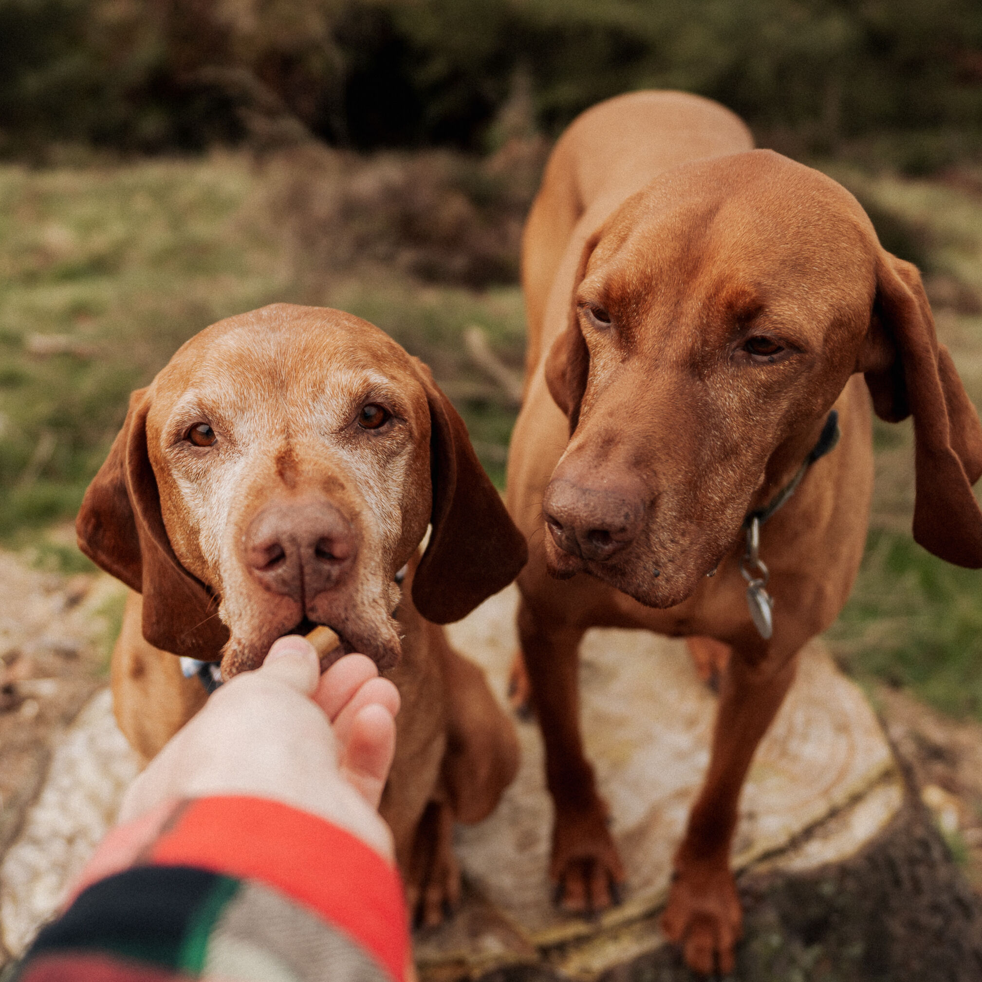 Best puppy food for vizsla best sale